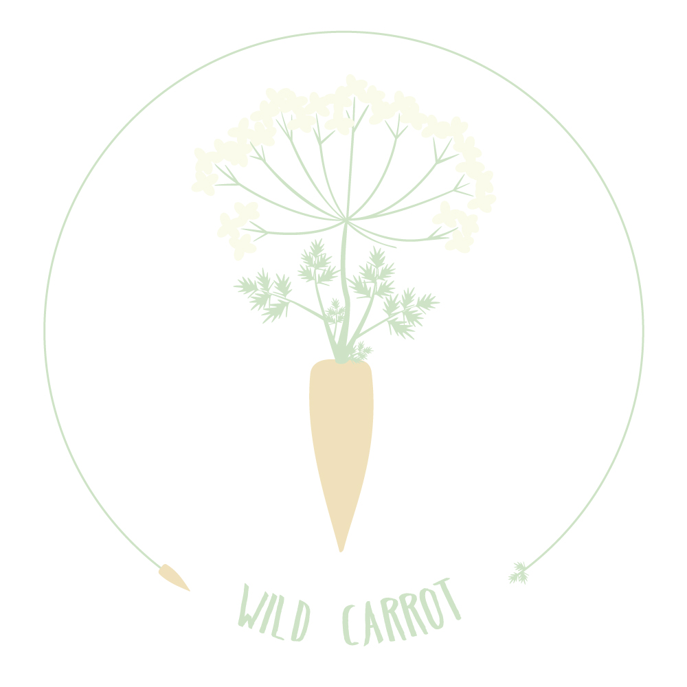 Wild Carrot